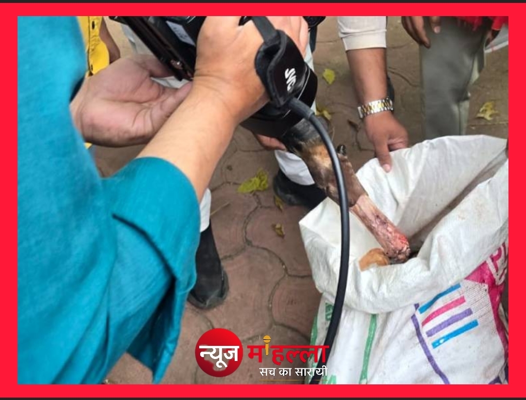 भोपाल: गणेश मंदिर के पास कार से भारी मात्रा में संदिग्ध मांस बरामद, फॉरेंसिक जांच जारी